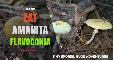 Exploring the Edibility of Amanita Flavoconia: A Comprehensive Guide