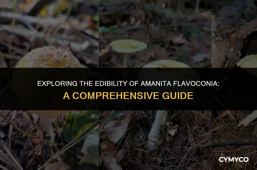 can you eat amanita flavoconia