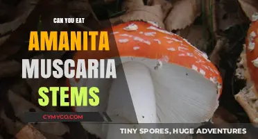 Exploring the Edibility of Amanita Muscaria Stems: A Comprehensive Guide