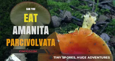 Exploring the Edibility of Amanita Parcivolvata: A Comprehensive Guide