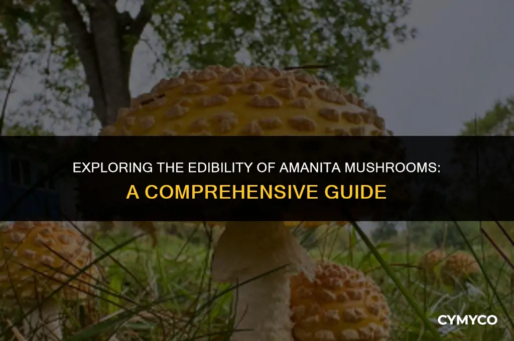 can you eat amanita