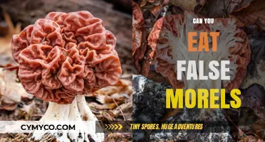 Exploring the Edibility of False Morels: A Culinary Adventure
