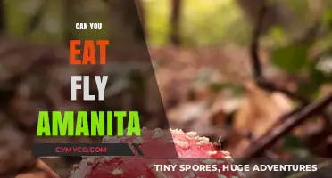 Exploring the Edibility of Fly Amanita: A Comprehensive Guide