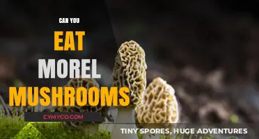 Savoring Spring's Bounty: The Edibility and Delights of Morel Mushrooms
