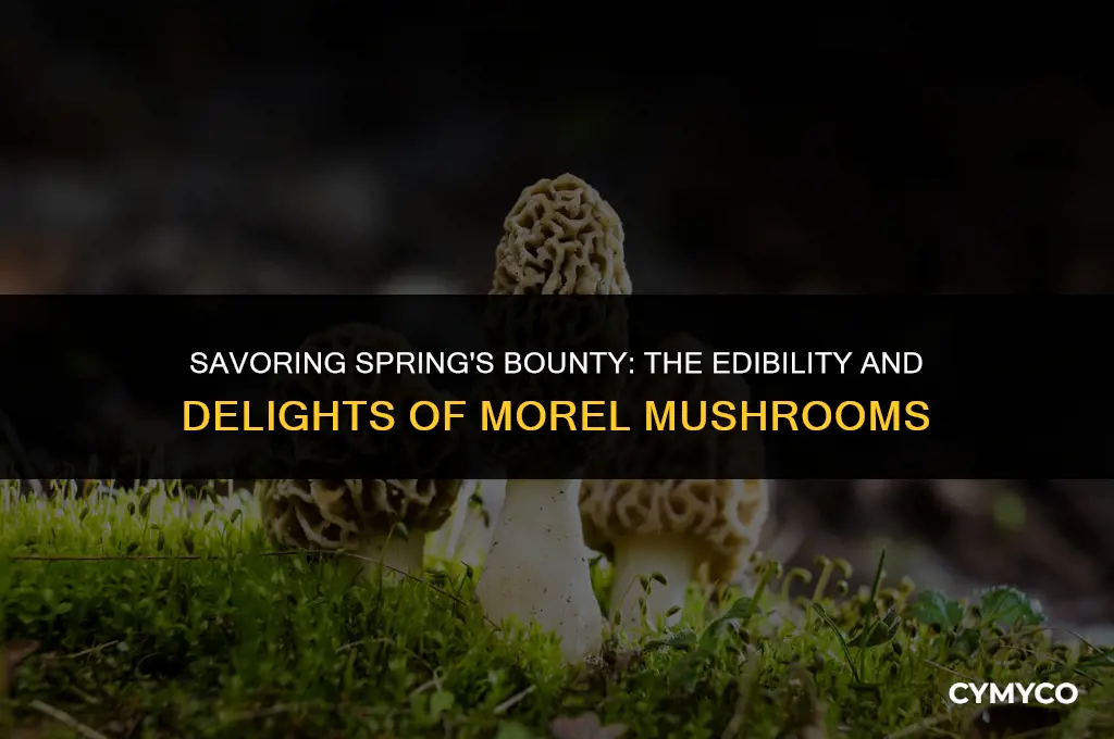can you eat morel mushrooms