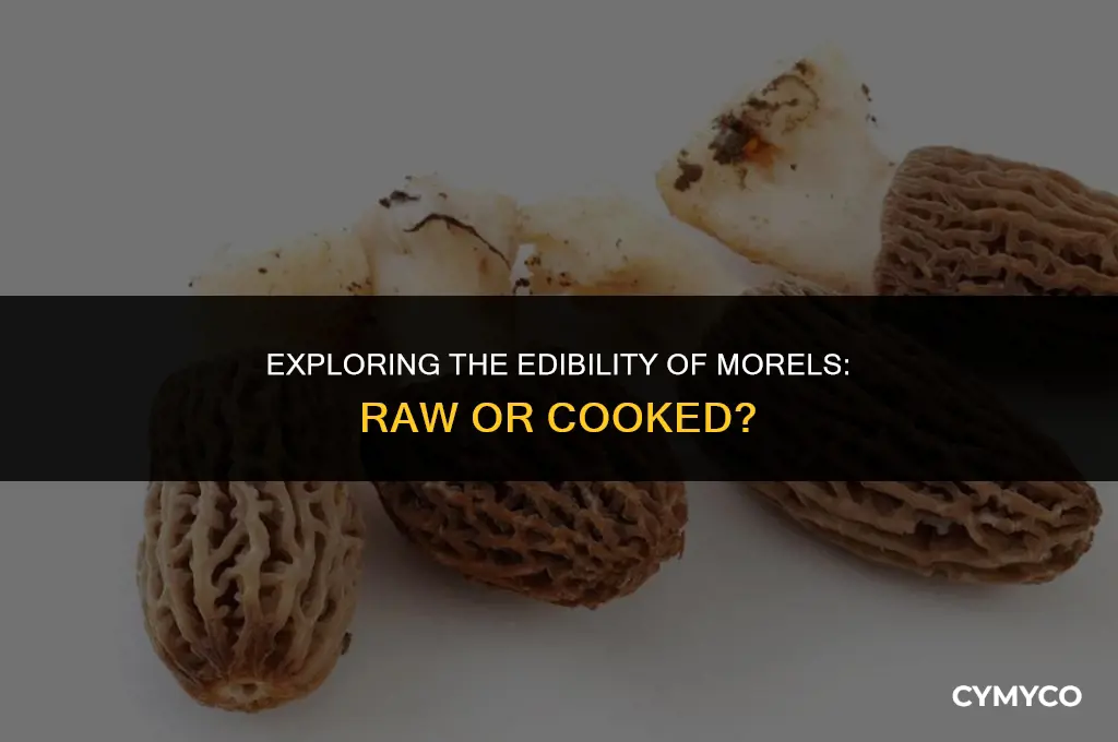 can you eat morels raw
