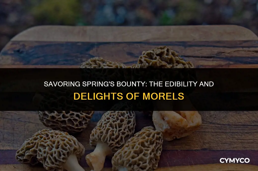 can you eat morels