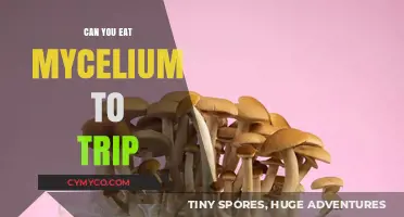 Exploring the Psychedelic Potential of Mycelium: A Guide