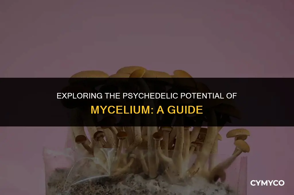 can you eat mycelium to trip