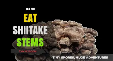 Can You Eat Shiitake Stems? A Tasty Mushroom Guide