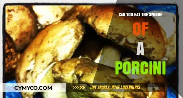 Can You Eat Porcini Mushroom Sponges? A Tasty Exploration