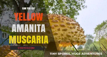 Exploring the Edibility of Yellow Amanita Muscaria: A Comprehensive Guide