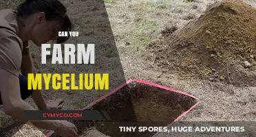 Exploring the Possibilities: Can You Farm Mycelium?