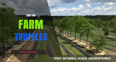 Truffle Farming 101: Cultivating Gourmet Delights in Your Backyard