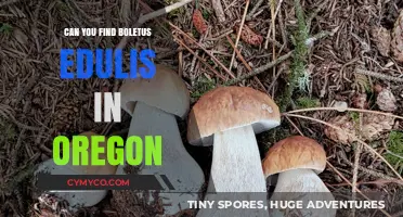 Exploring Oregon's Forests: A Guide to Finding Boletus Edulis
