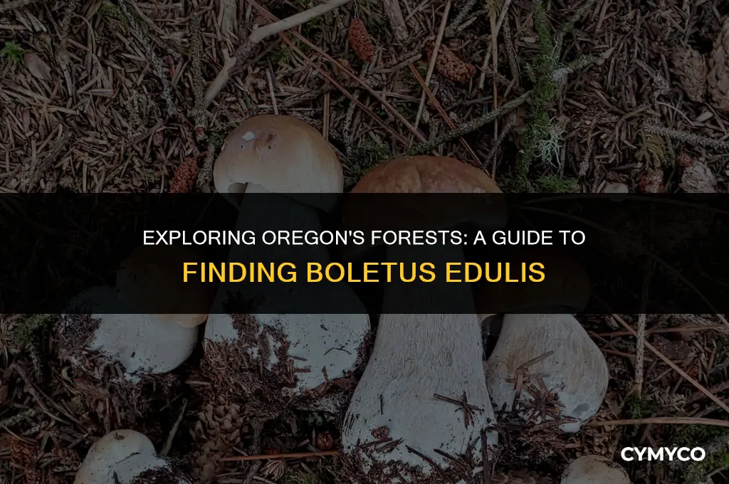 can you find boletus edulis in oregon