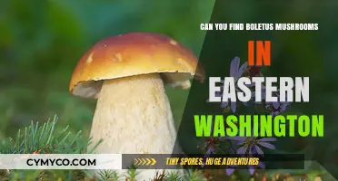 Discovering Boletus Mushrooms in Eastern Washington: A Forager's Guide