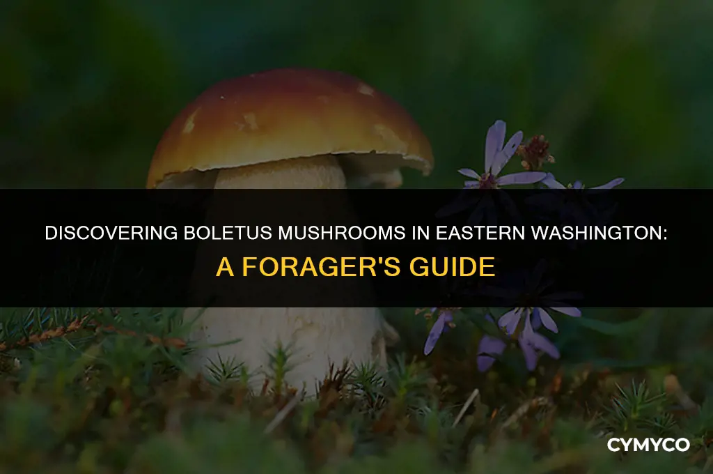 can you find boletus mushrooms in eastern washington