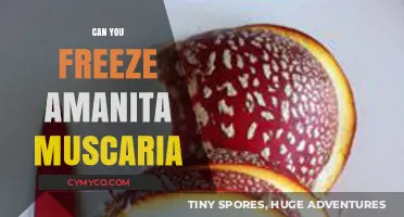 Exploring the Freezing Potential of Amanita Muscaria Mushrooms