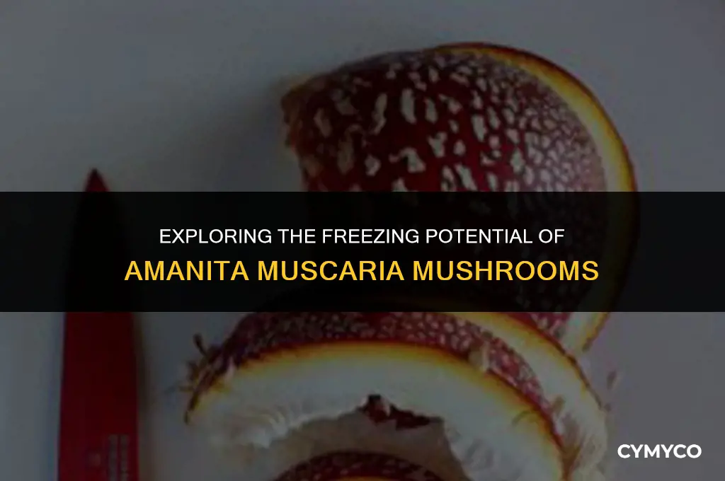 can you freeze amanita muscaria