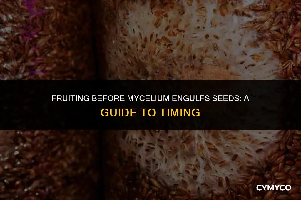can you fruit before mycelium has engulfed sees