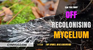 Reviving Mycelium: A Guide to Fruitful Recolonization