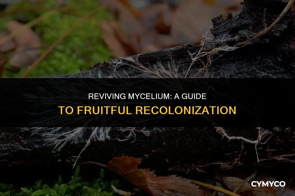 can you fruit off recolonising mycelium