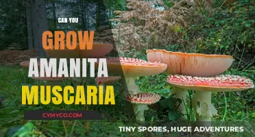 Cultivating Amanita Muscaria: A Comprehensive Guide to Growing Fly Agaric