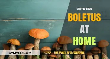 Cultivating Boletus Mushrooms: A Beginner's Guide to Growing at Home