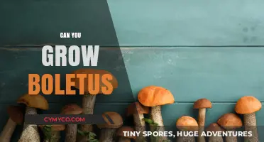 Cultivating Boletus: A Comprehensive Guide to Growing These Edible Mushrooms