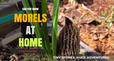 Cultivating Morel Mushrooms: A Beginner's Guide to Growing Them at Home