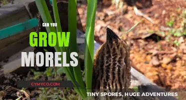 Cultivating Morel Mushrooms: A Guide to Growing Your Own Gourmet Fungi