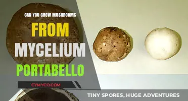 From Mycelium to Portobello: A Beginner's Guide to Growing Mushrooms