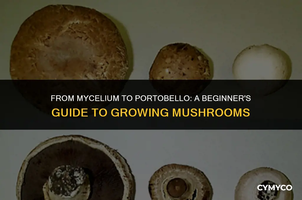 can you grow mushrooms from mycelium portabello