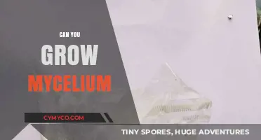 Cultivating Mycelium: A Beginner's Guide to Mushroom Growth