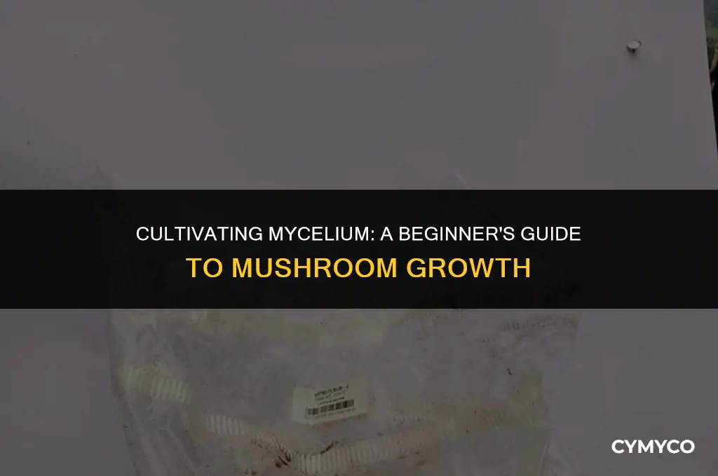 can you grow mycelium