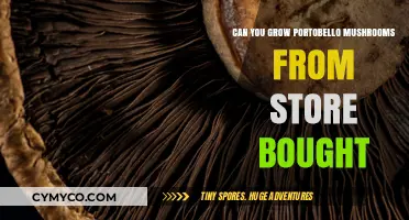 From Store to Garden: Cultivating Portobello Mushrooms at Home