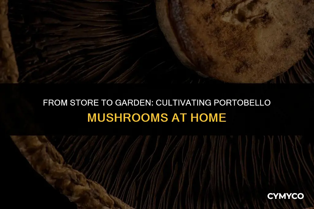 can you grow portobello mushrooms from store bought