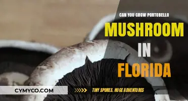 Florida's Climate: A Haven for Growing Portobello Mushrooms