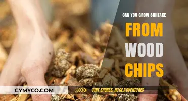 Cultivating Shiitake Mushrooms from Wood Chips: A Beginner's Guide