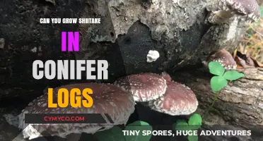 Cultivating Shiitake Mushrooms in Conifer Logs: A Comprehensive Guide