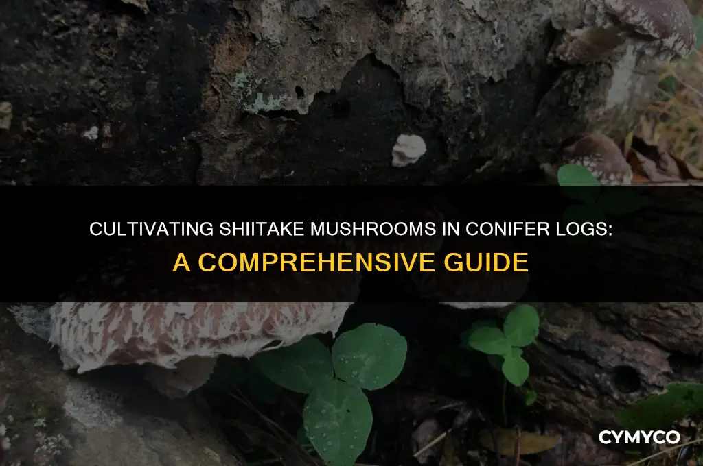 can you grow shiitake in conifer logs