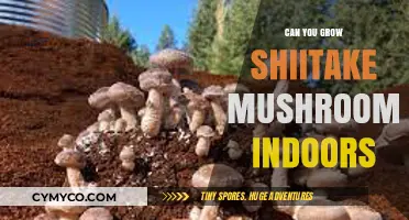 Cultivating Shiitake Mushrooms Indoors: A Beginner's Guide