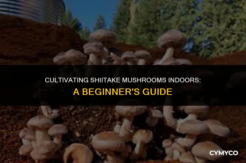can you grow shiitake mushrooms indoors