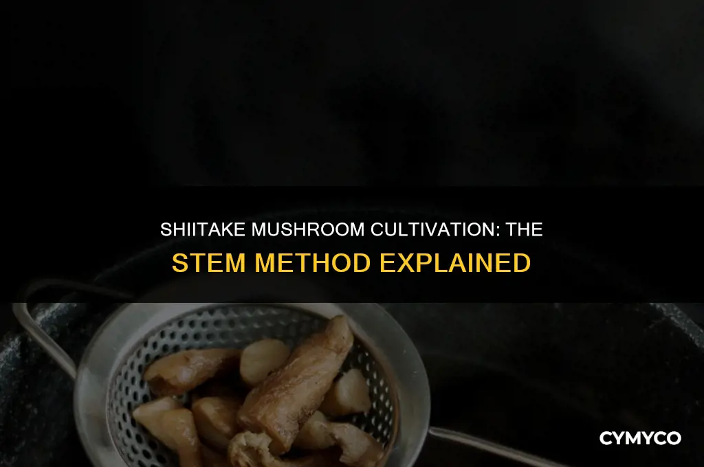 can you grow shiitake mushrooms using the stem