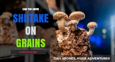 Exploring Shiitake Cultivation: A Guide to Growing on Grains