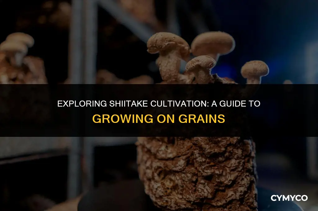can you grow shiitake on grains