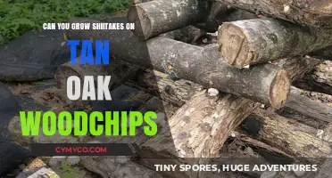 Cultivating Shiitakes: The Tan Oak Wood Chips Advantage