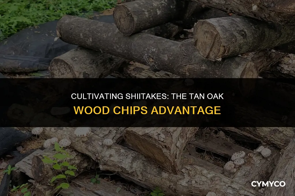 can you grow shiitakes on tan oak woodchips