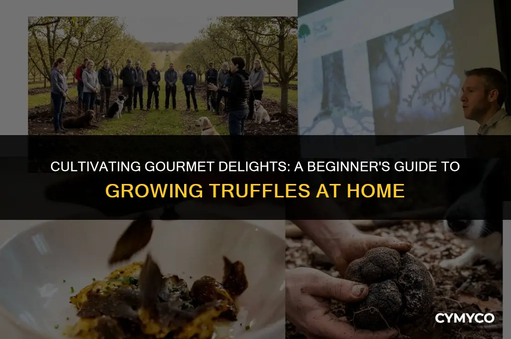 can you grow truffles at home